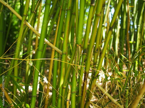 Natural Bamboo on a warm summer day
