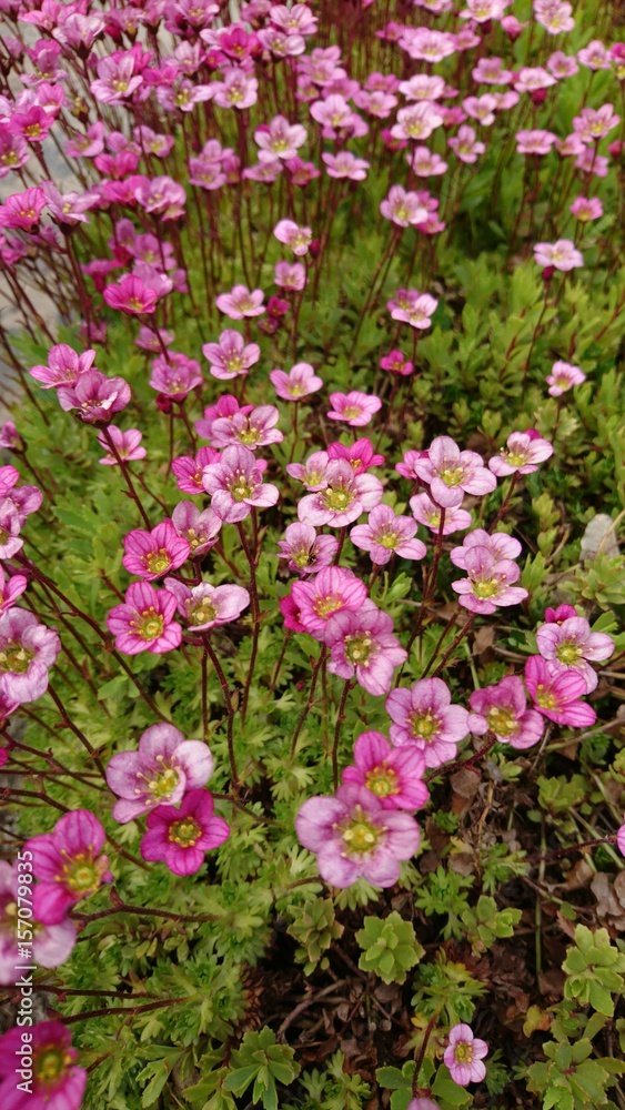 Many little pink flowers called similar to flower of sun in spring in Lithuania Many little pink flowers called similar to flower of sun in spring in Lithuania