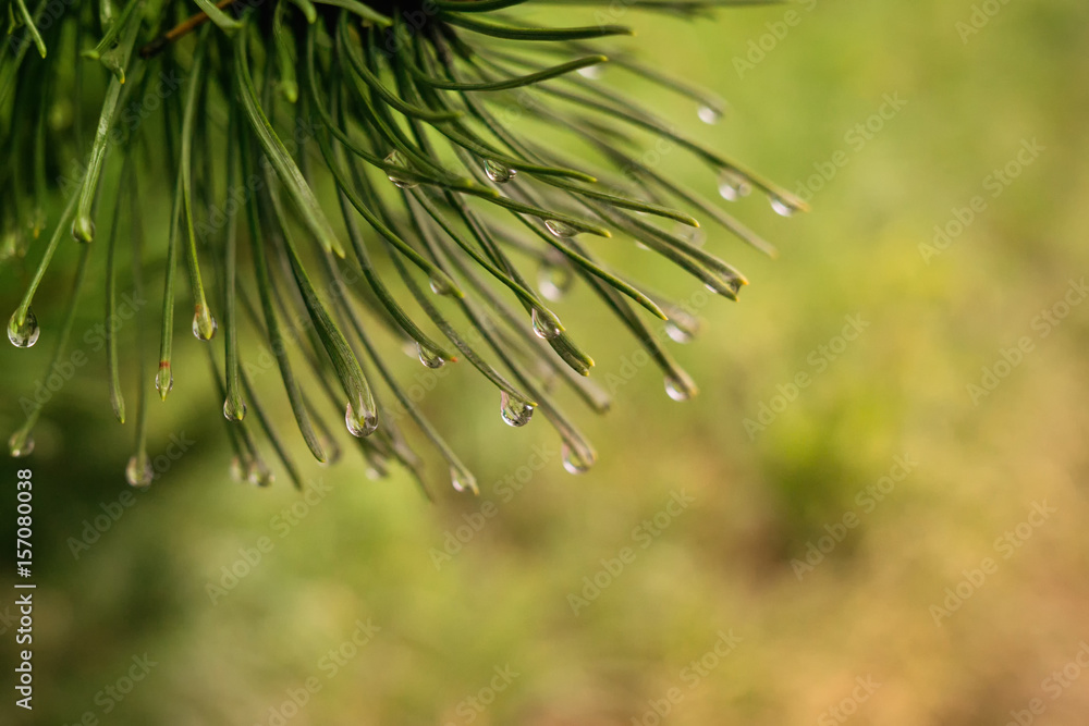 Rain droplets on pine tree and leaf. Slovakia Rain droplets on pine tree and leaf. Slovakia