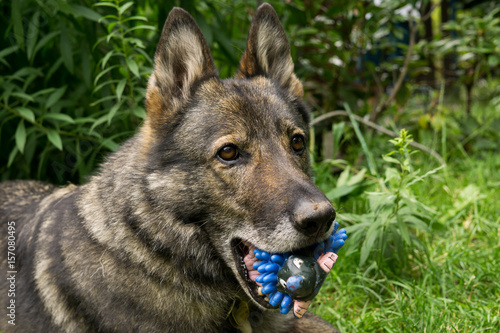 German Shepherd dog playing. Slovakia