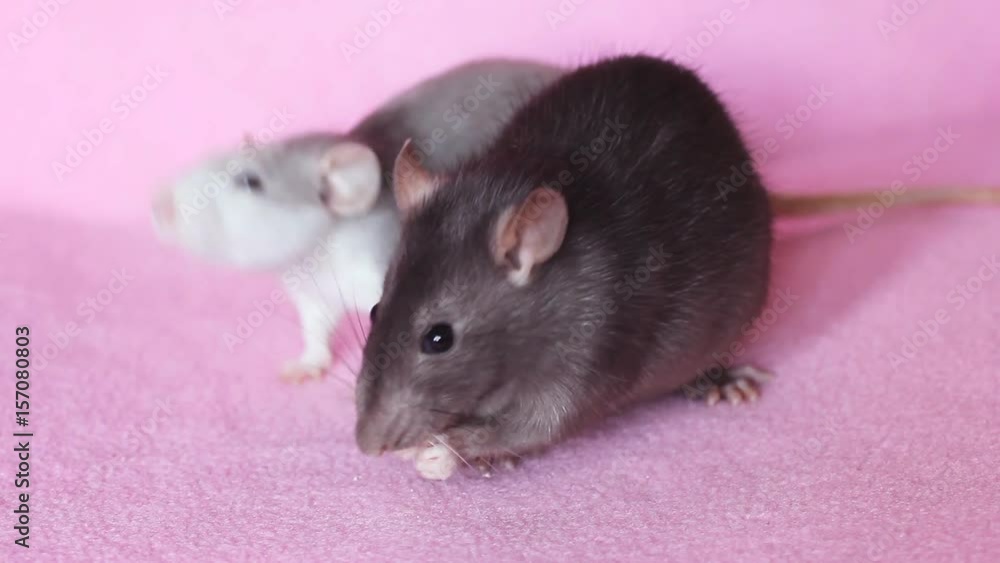 two white mice cleaning themselves on a narrow strip hd Stock Video