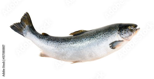 Fotografie, Tablou Salmon fish isolated on white without shadow