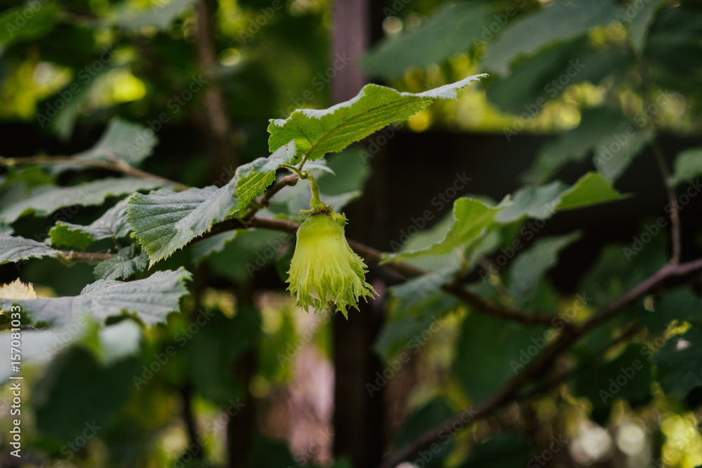 Hazelnut on the tree. Slovakia Hazelnut on the tree. Slovakia
