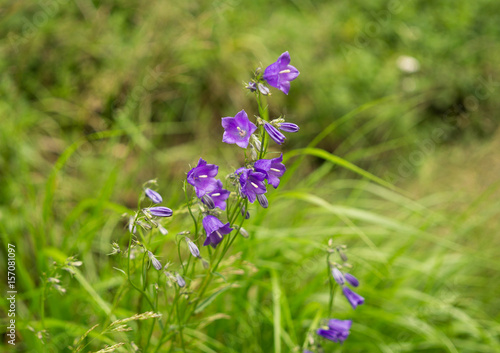 Mountain bell flowers from the hill. Slovakia