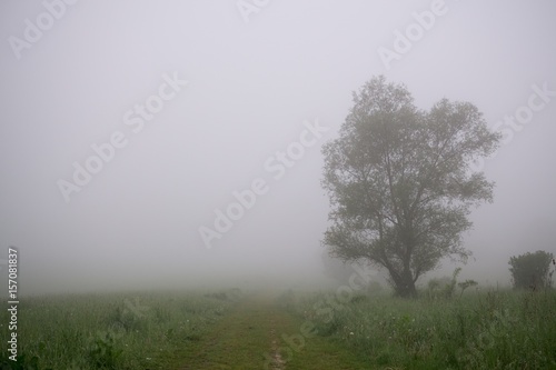 Tree in the fog over the meadow with view. Slovakia