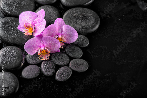 spa composition of blooming twig orchid flower with water drops and zen basalt stones over black background, close up