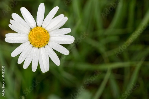 Camomile daisy flowers