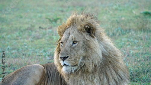 Lions of Ngorongoro Crater  Tanzania