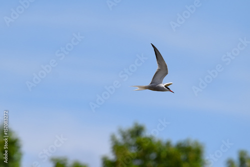 Common tern in flight in summer with blue skies