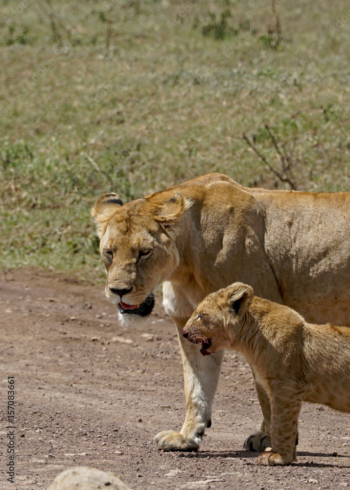 Lions of Ngorongoro Crater, Tanzania Lions of Ngorongoro Crater, Tanzania