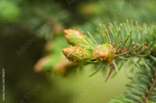 sprig of blue spruce in spring