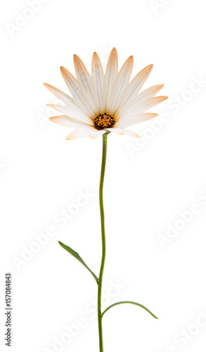 Cape daisies isolated on white background