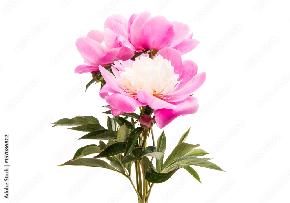 Obraz premium Peony isolated