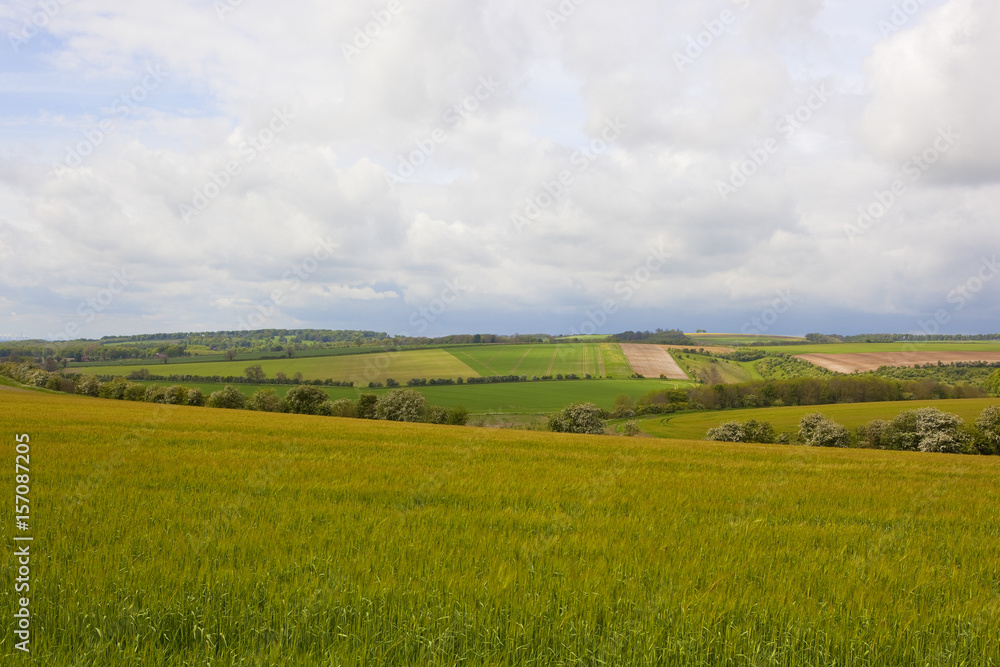scenic barley fields