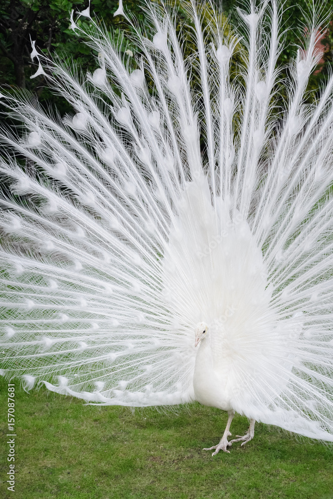 Male white peacocks are spread tail-feathers V