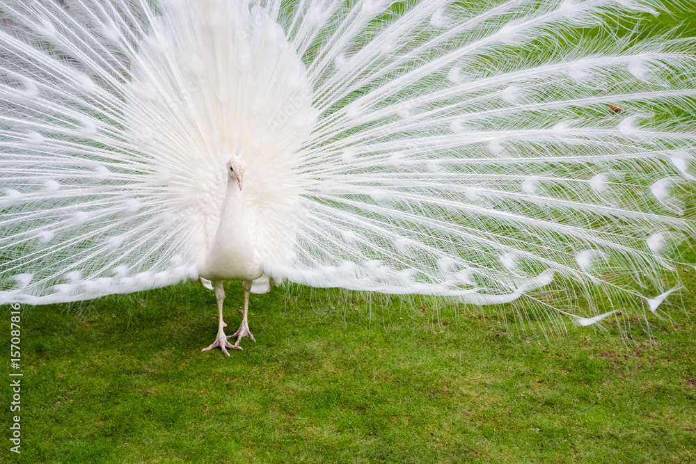 Male white peacocks are spread tail-feathers X