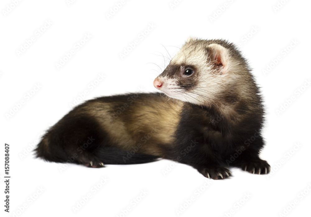 Grey ferret in full growth, isolated on white background Grey ferret in full growth, isolated on white background