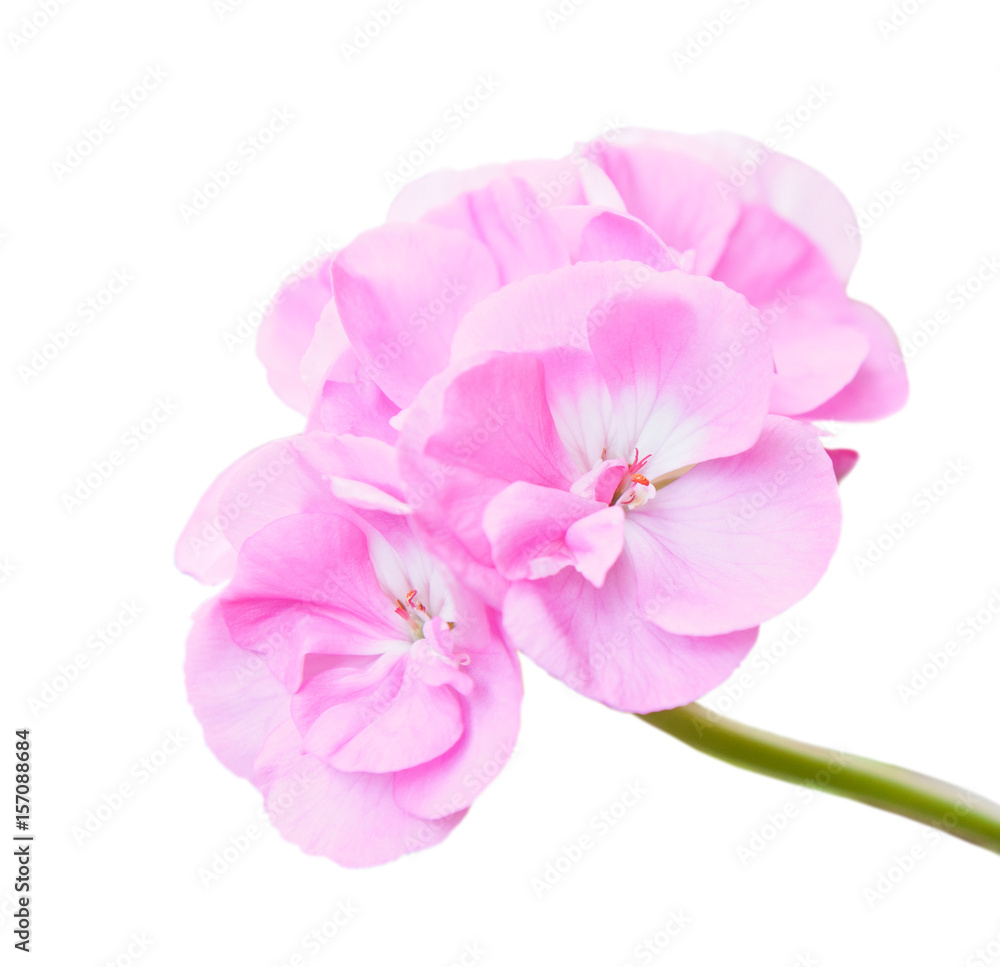 Flowers of pink geranium, isolated on white background
