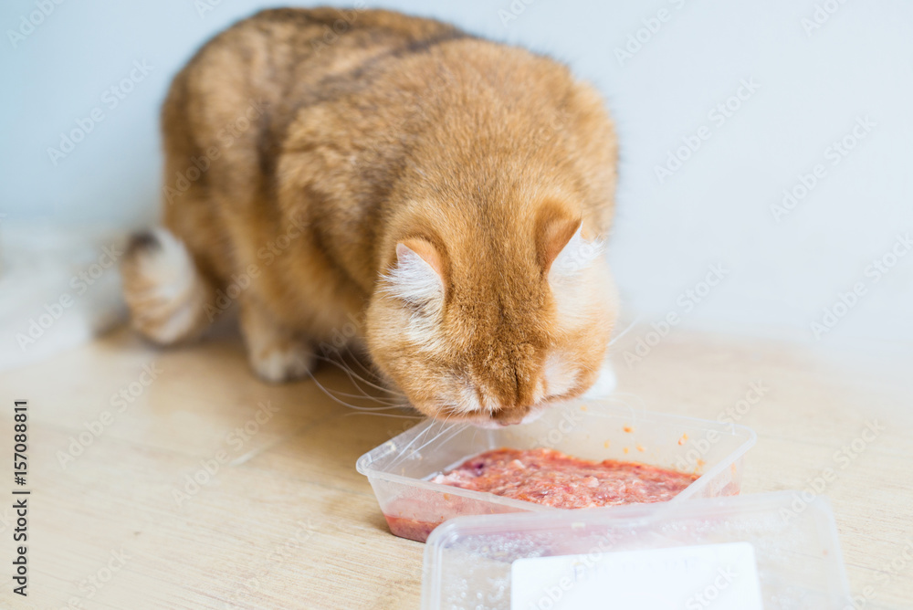Foto Stock Cute orange cat eating food Adobe Stock