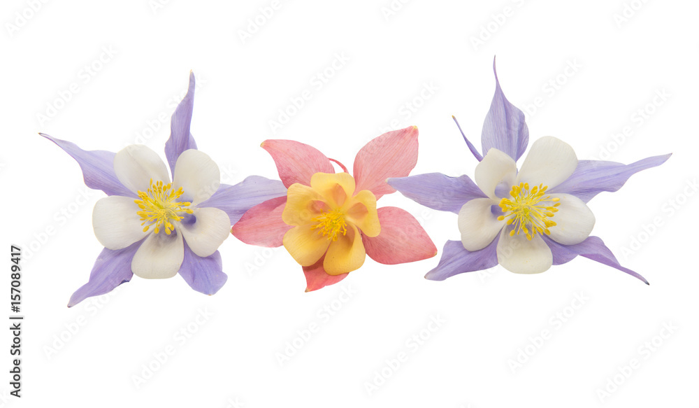 Obraz premium aquilegia flower isolated