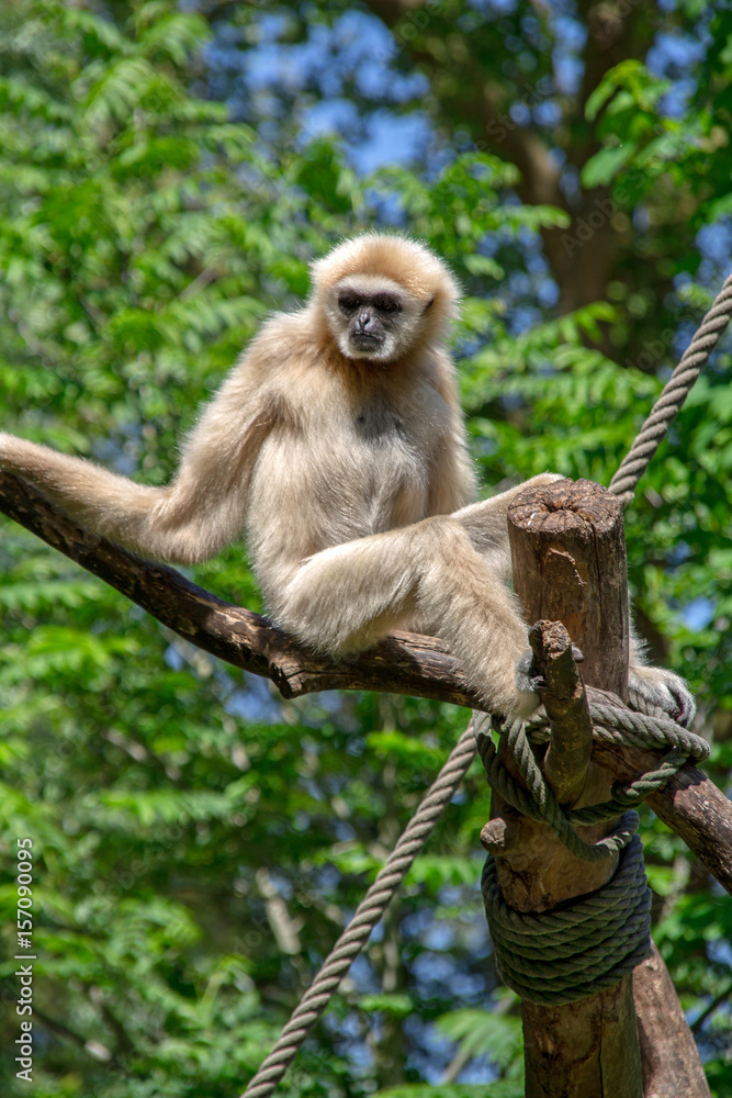 gibbon gibbon