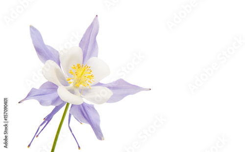 Fotografie, Obraz aquilegia flower isolated
