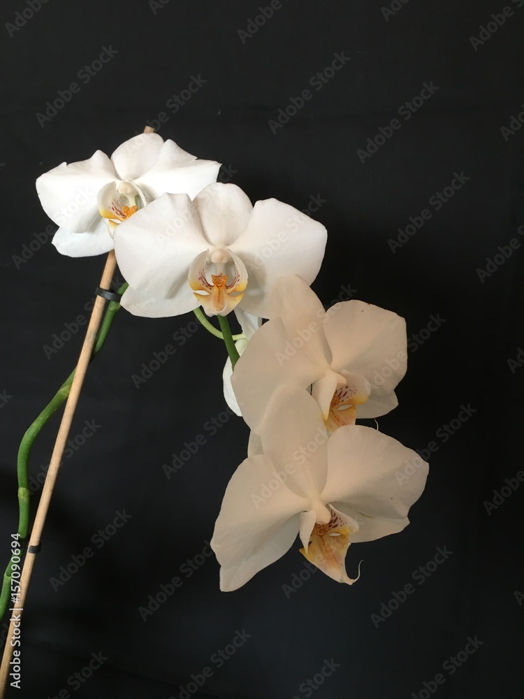Obraz premium Orchids
