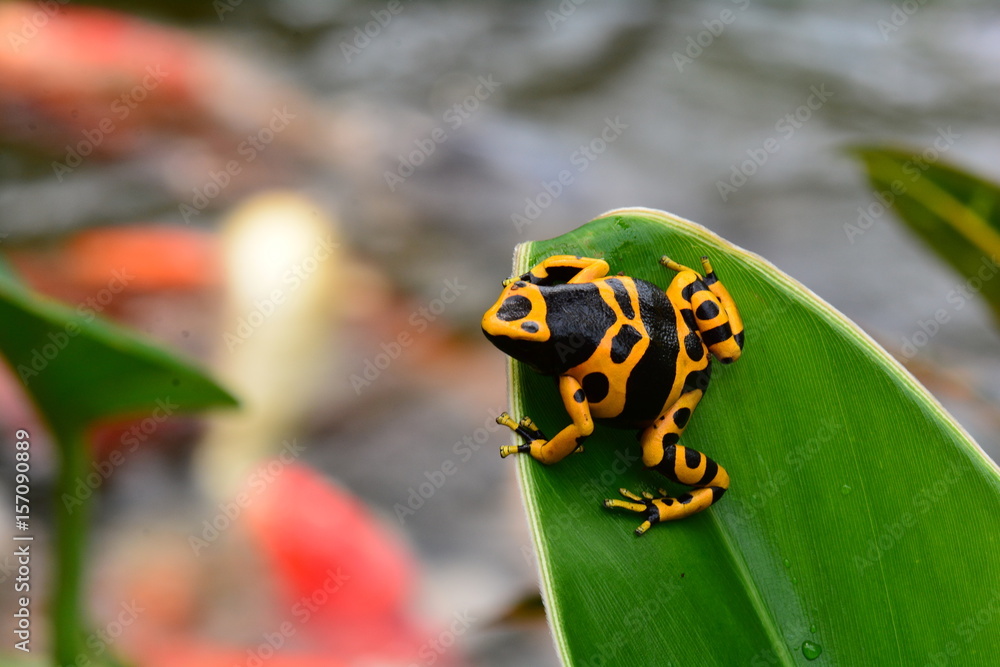 Obraz premium Poison dart frog sitting on a plant leaf