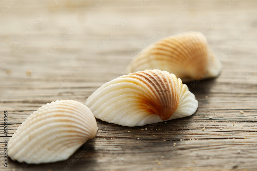 Seashells on wooden surface Seashells on wooden surface
