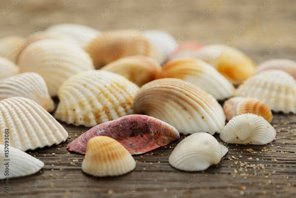 Seashells on wooden surface