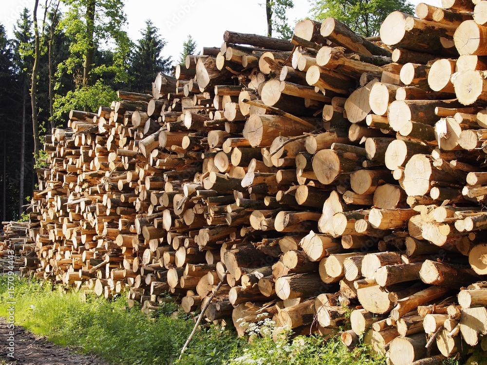 Forstarbeiter stapeln Eschenbäume zur Holztrocknung im Wald auf Forstarbeiter stapeln Eschenbäume zur Holztrocknung im Wald auf