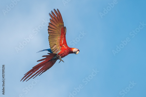 Scarlet macaw parrot flies with blue sky on the background. Ara macao © Dudarev Mikhail