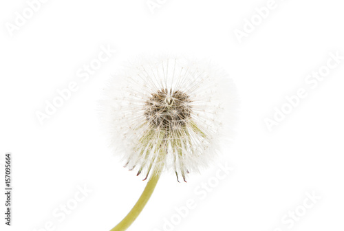 Dandelion   seed head  isolated