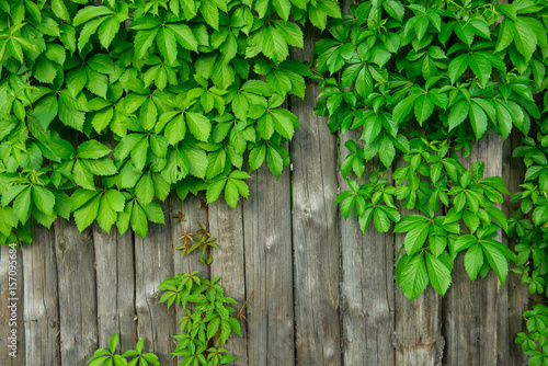 Green leaves on a background of boards
