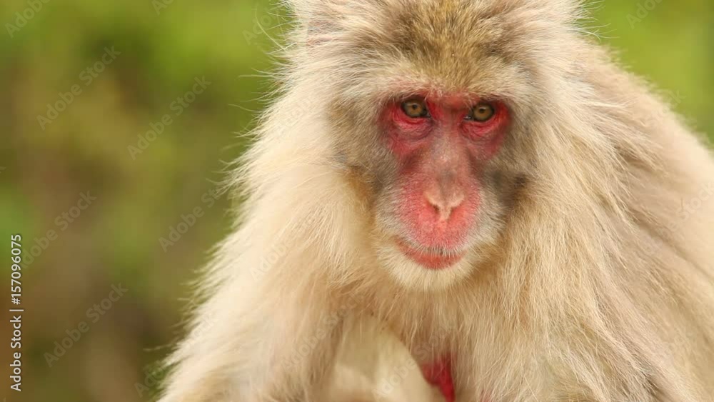 Japanese Macaque shot in the mountains near Kyoto Japan. Japanese Macaque shot in the mountains near Kyoto Japan.