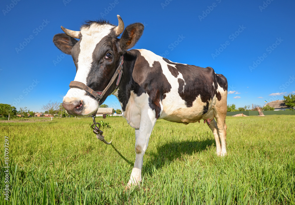 The portrait of cow on the background of green field. Beautiful funny cow on cow farm. Young black and white calf staring at the camera Curious, amusing cow with funny big snout and natural background
