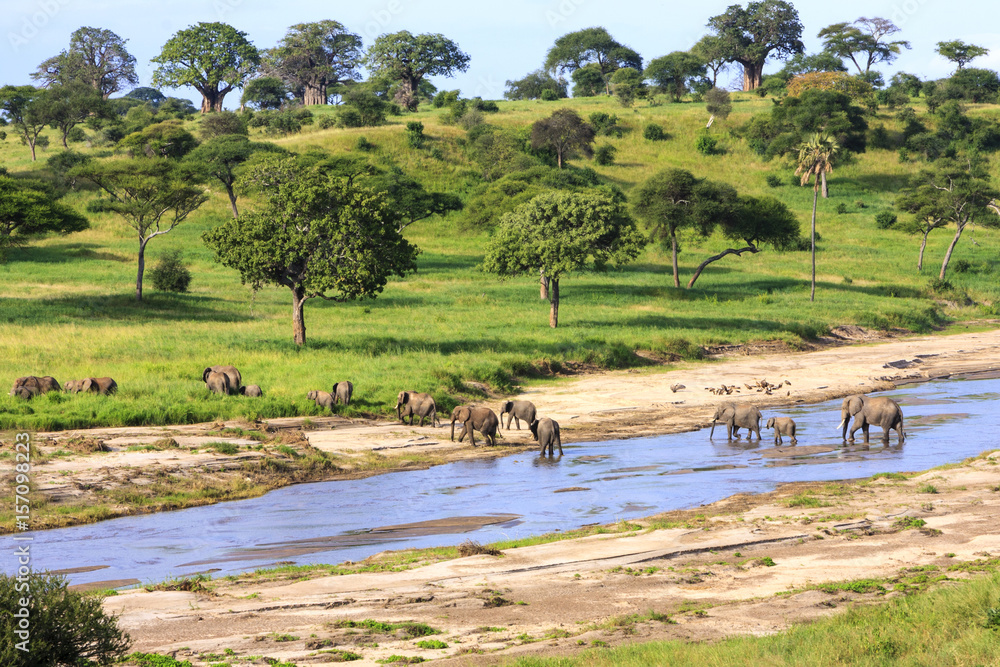 Fototapeta premium Słonie krzyżuje rzekę w Serengeti parku narodowym, Tanzania, Afryka