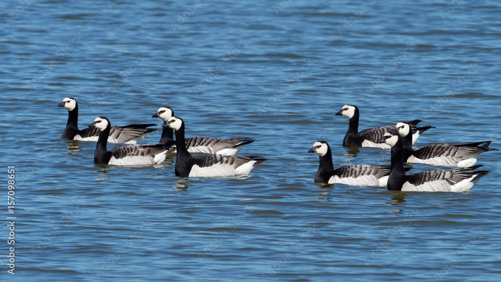 Fototapeta premium Barnacle Goose - Branta leucopsis
