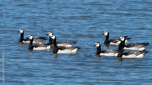 Barnacle Goose - Branta leucopsis © Morten