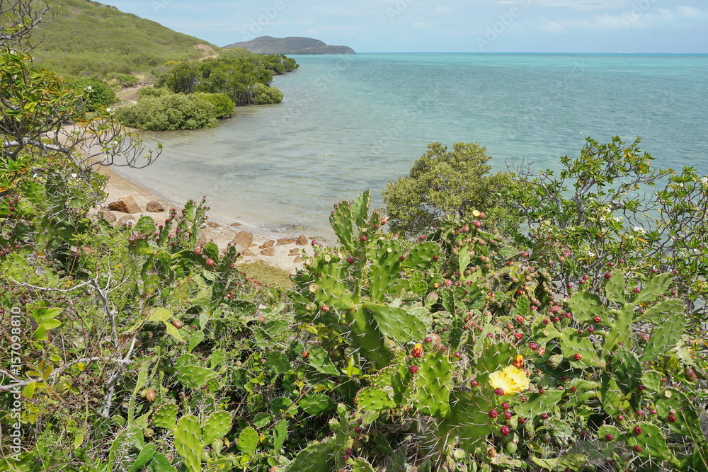 Seascape on the lagoon with Opuntia cactus in foreground on the West coast of Grande Terre island near La Foa, New Caledonia, south Pacific ocean, Oceania