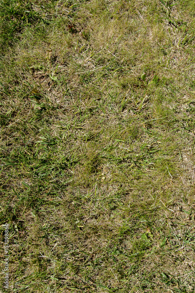 Grass texture Grass texture
