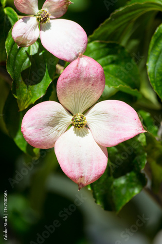 Cornus kousa flower