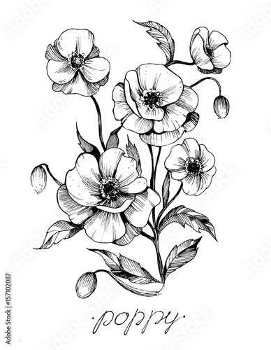 Fototapeta Naklejka Na Ścianę i Meble -  Flowers vector sketch. 