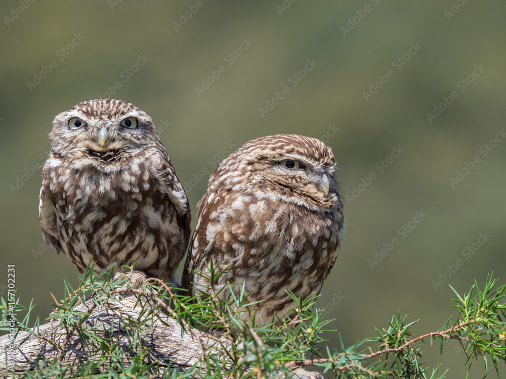 Couple of little owls (Athene noctua) with big eyes in their natural habitat Couple of little owls (Athene noctua) with big eyes in their natural habitat