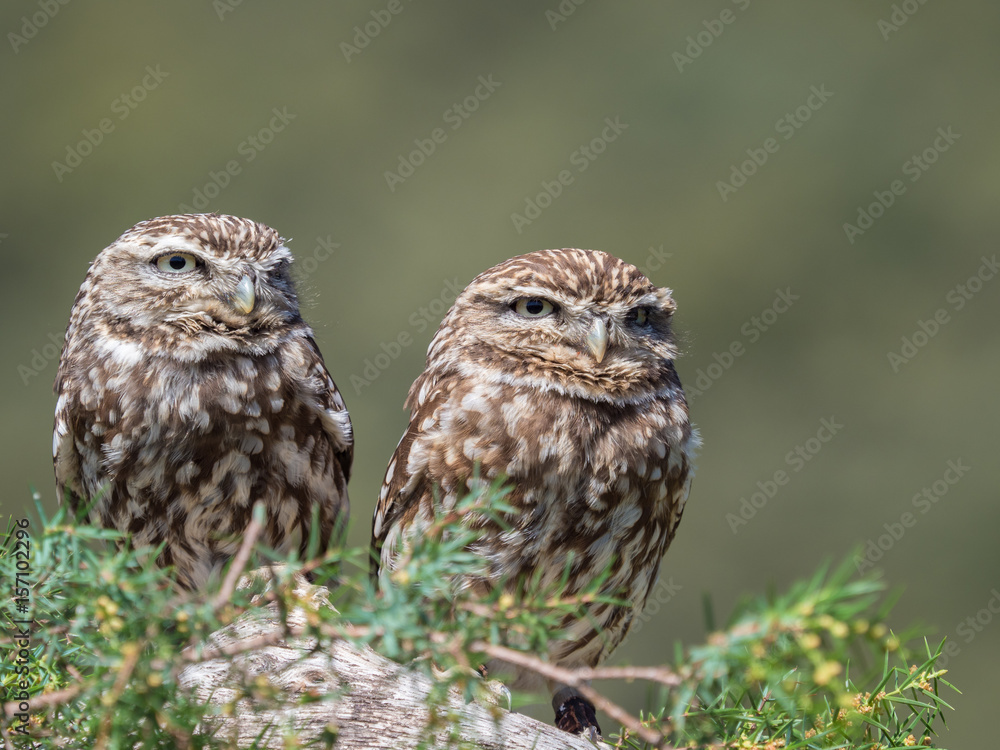 Couple of little owls (Athene noctua) with big eyes in their natural habitat Couple of little owls (Athene noctua) with big eyes in their natural habitat