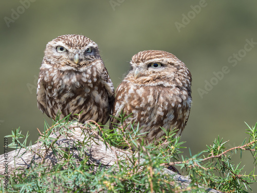Couple of little owls (Athene noctua)  with big eyes in their natural habitat