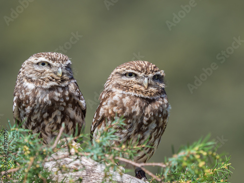 Couple of little owls (Athene noctua) with big eyes in their natural habitat