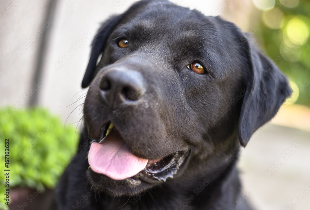 Black labrabrador with beautiful eyes is happy looking Black labrabrador with beautiful eyes is happy looking