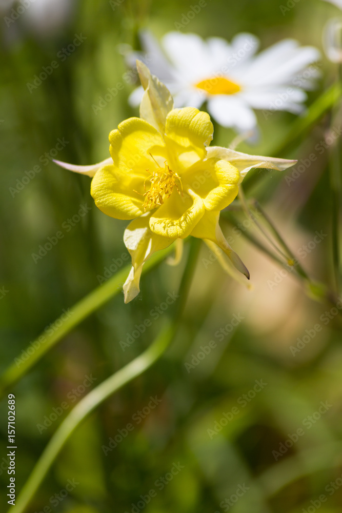 Fototapeta premium Orchid flower