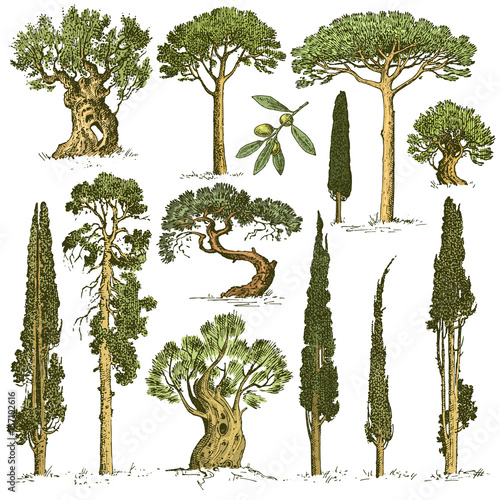 big set of engraved, hand drawn trees include pine, olive and cypress, fir tree forest isolated object